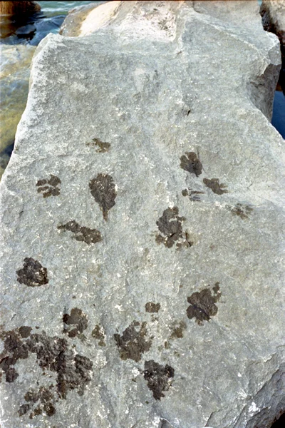 forweb_edited_paw-prints_img043.jpg