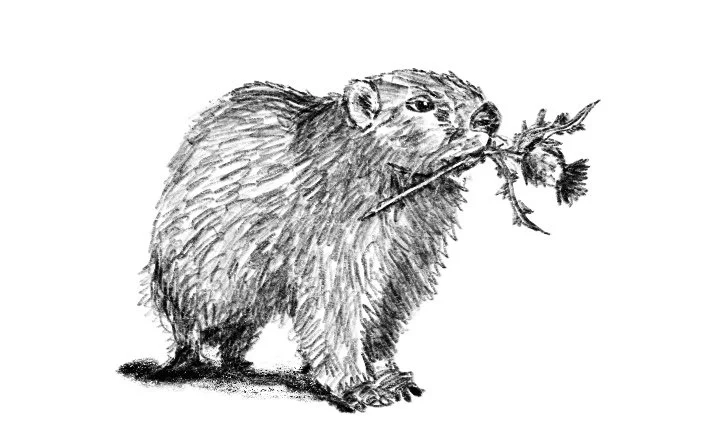 groundhog_thistle.jpg