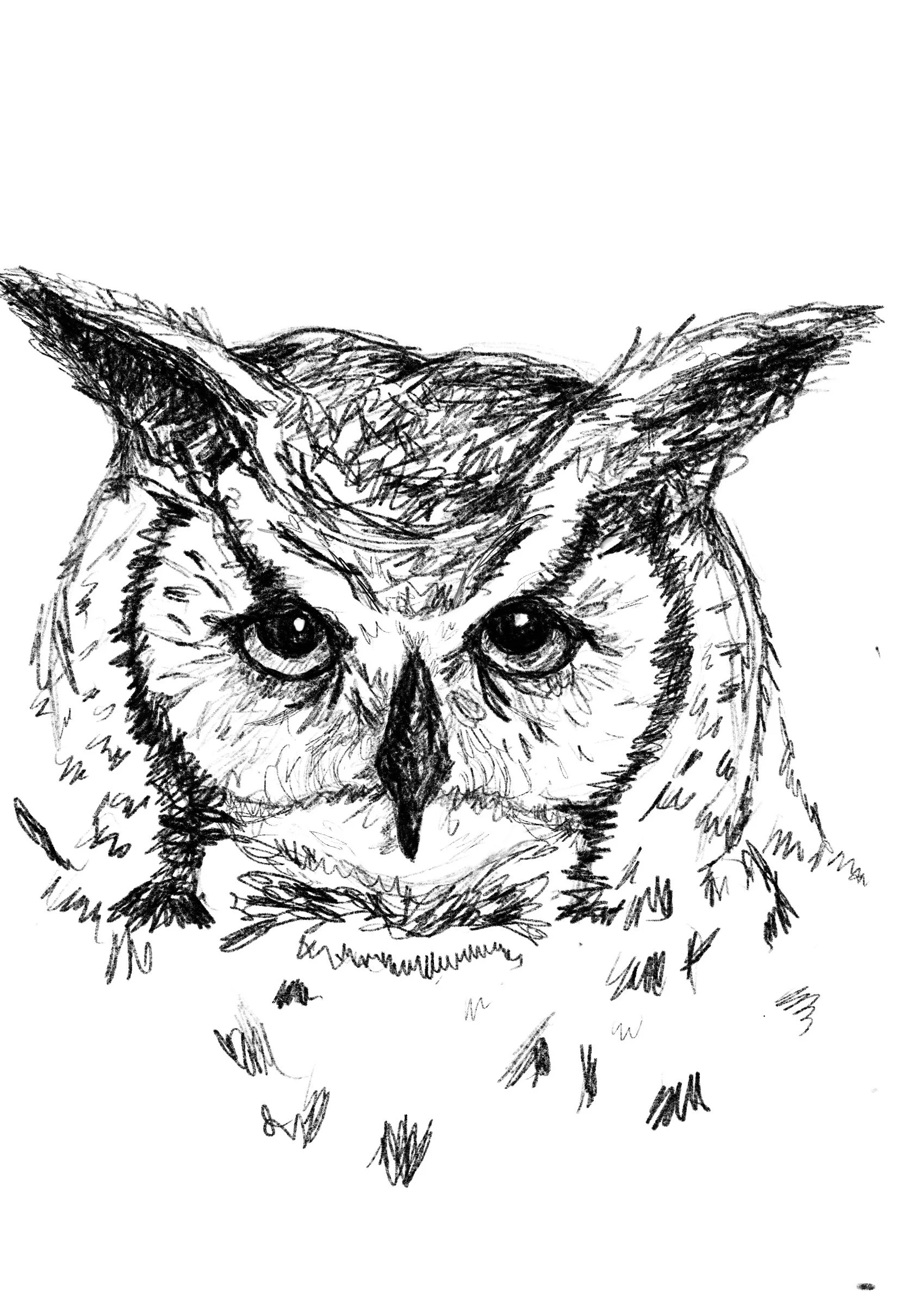 Great_Horned_Owl.jpg