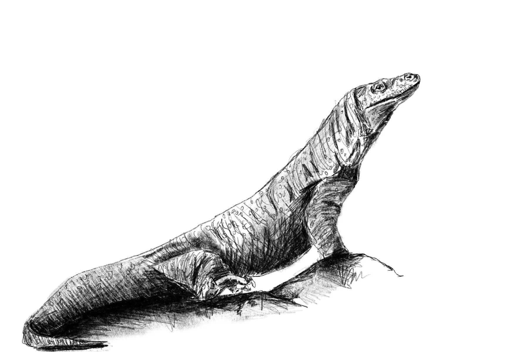 komodo_dragon.jpg