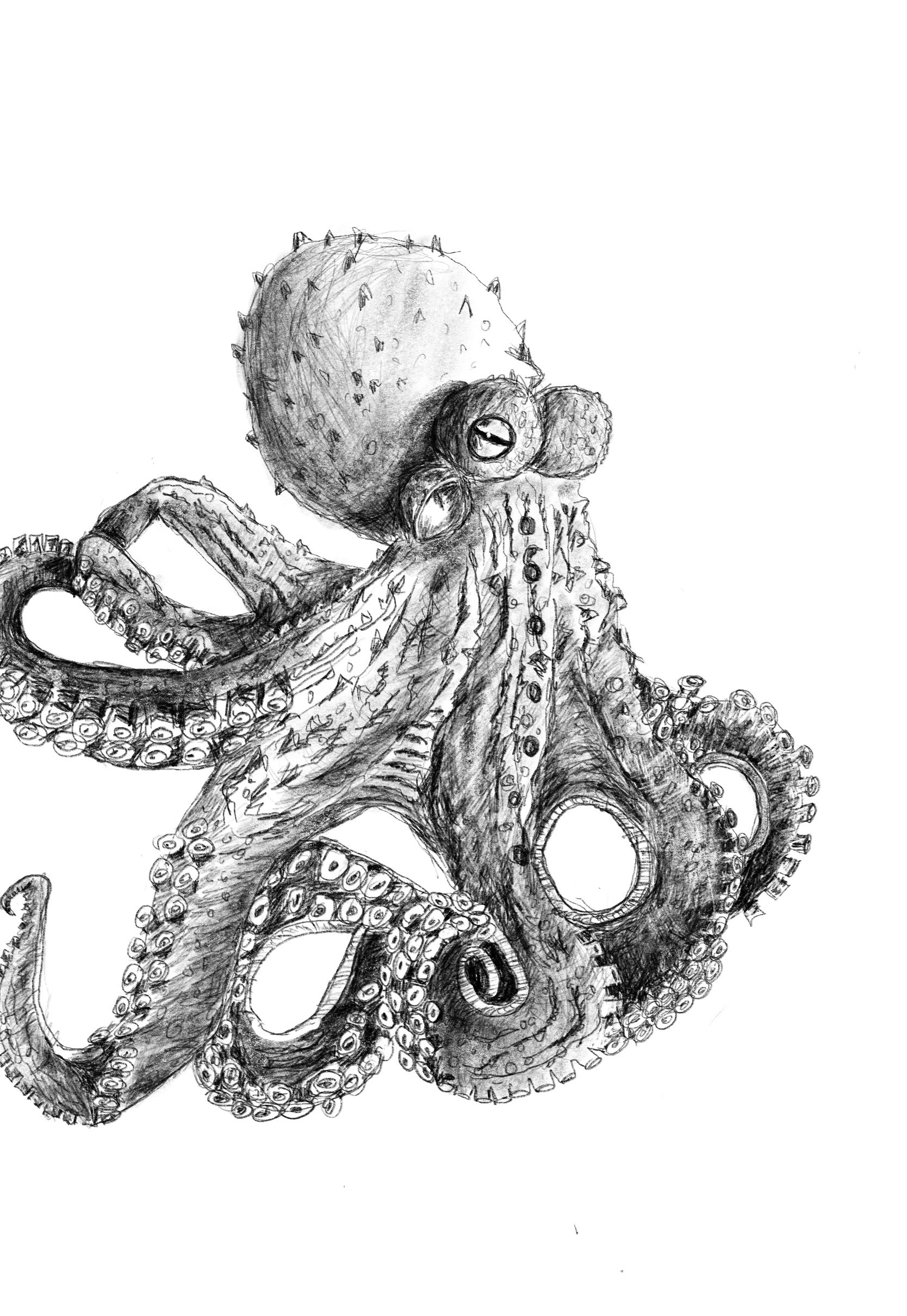 octopus.jpg