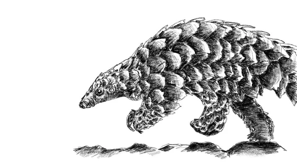 pangolin.jpg
