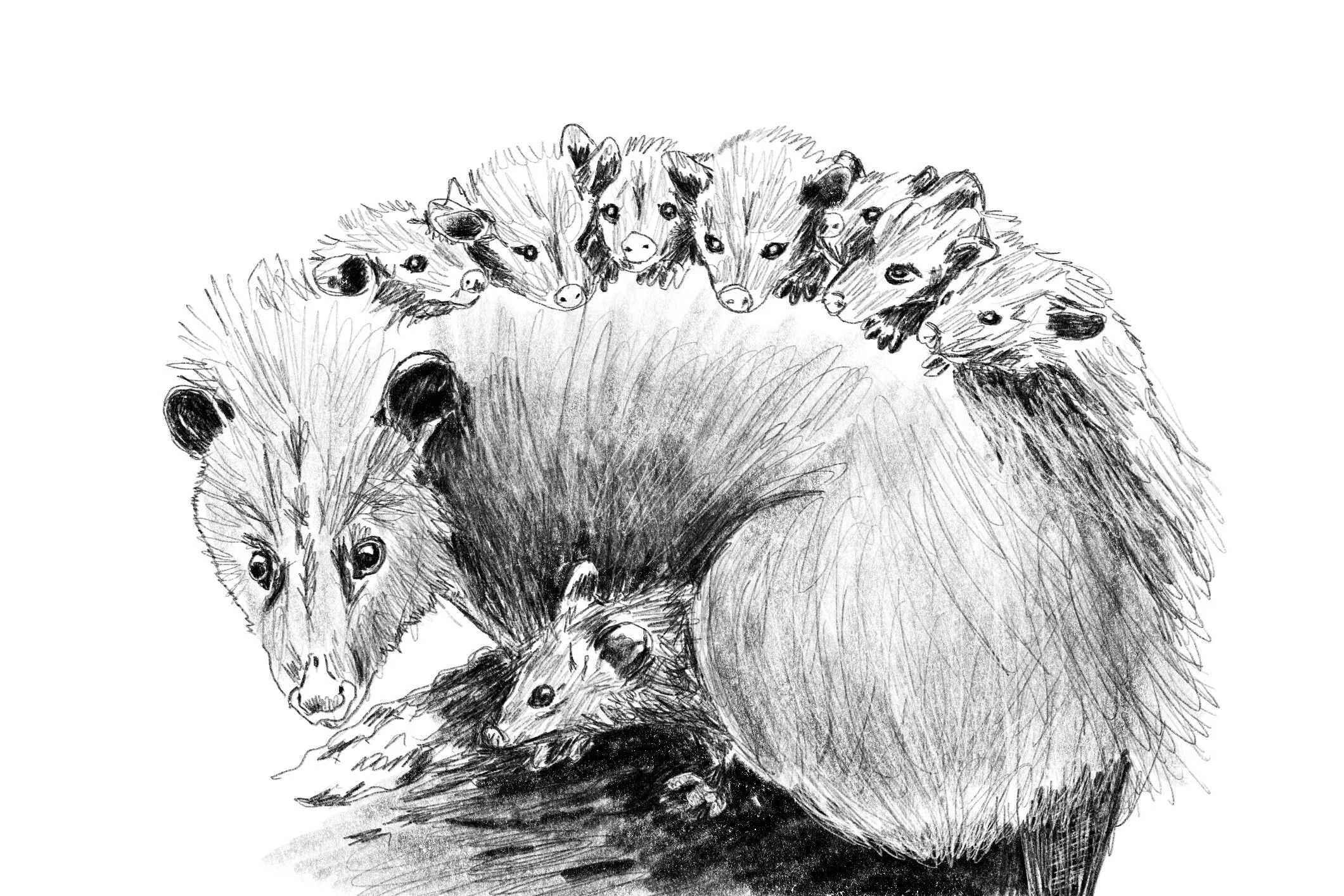 opossum_babies.jpg
