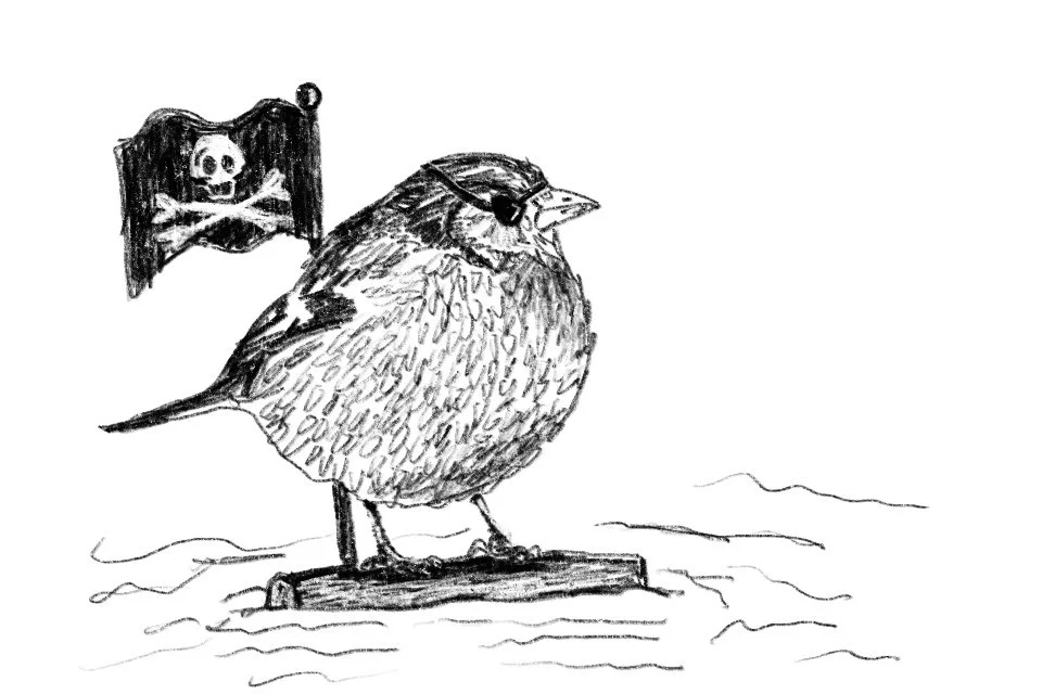 pirate_finch.jpg