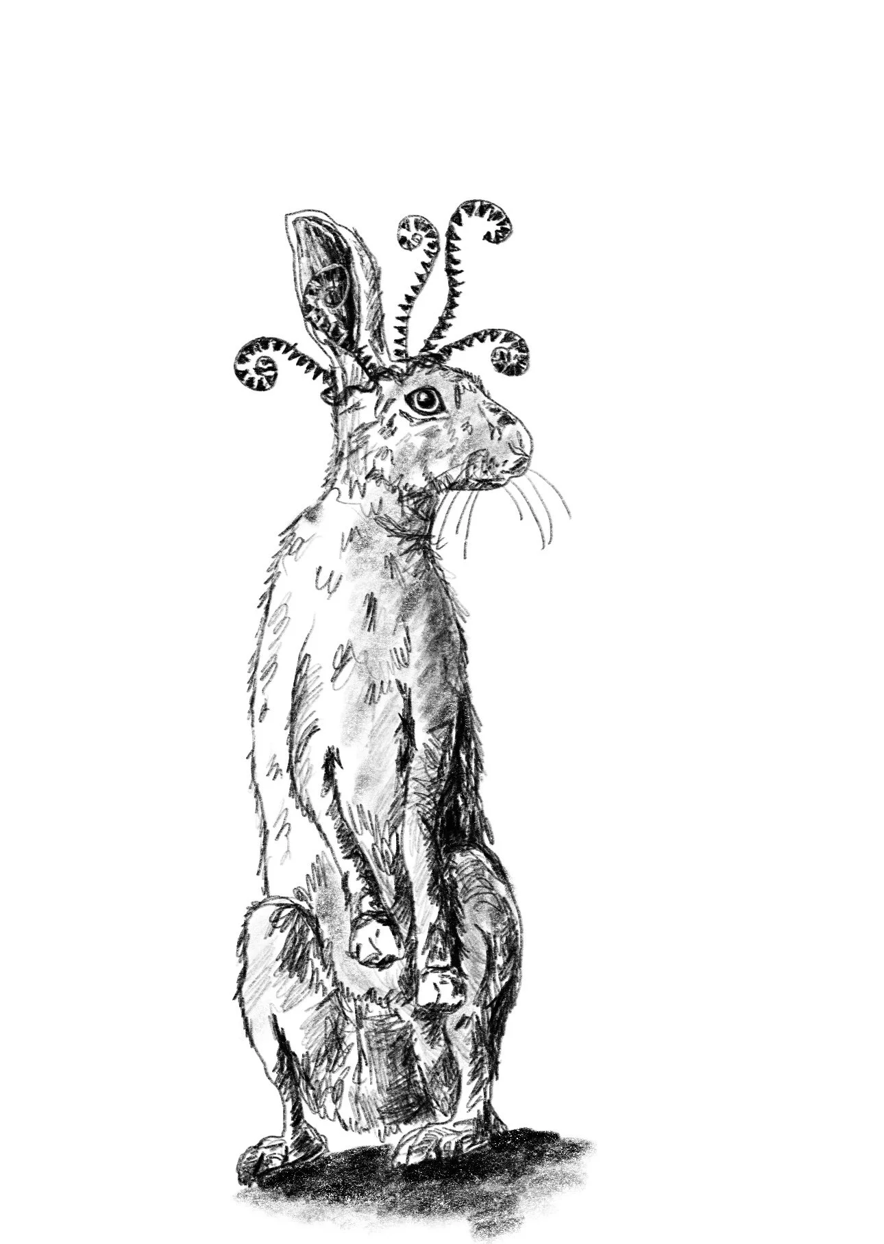 rabbit_ferns.jpg