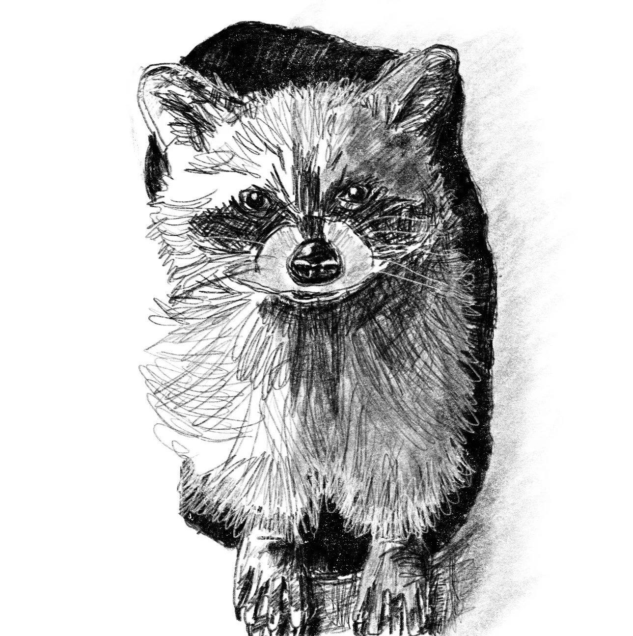 raccoon1.jpg