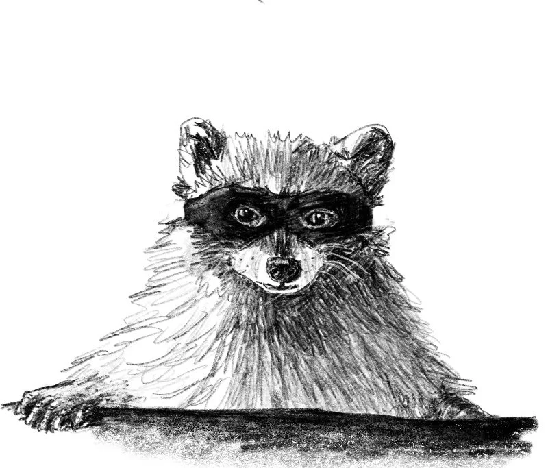 raccoon2.jpg