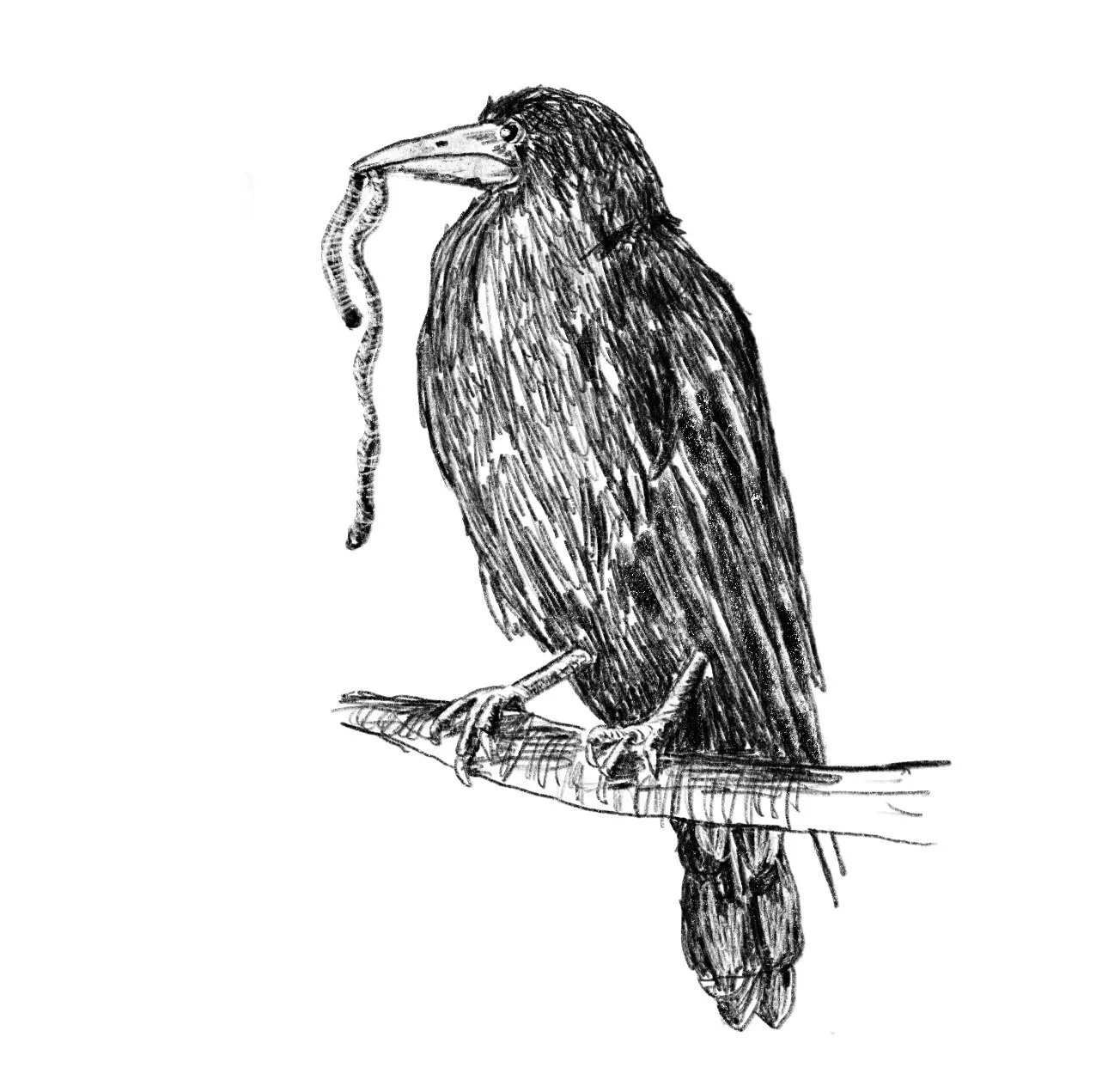 raven.jpg