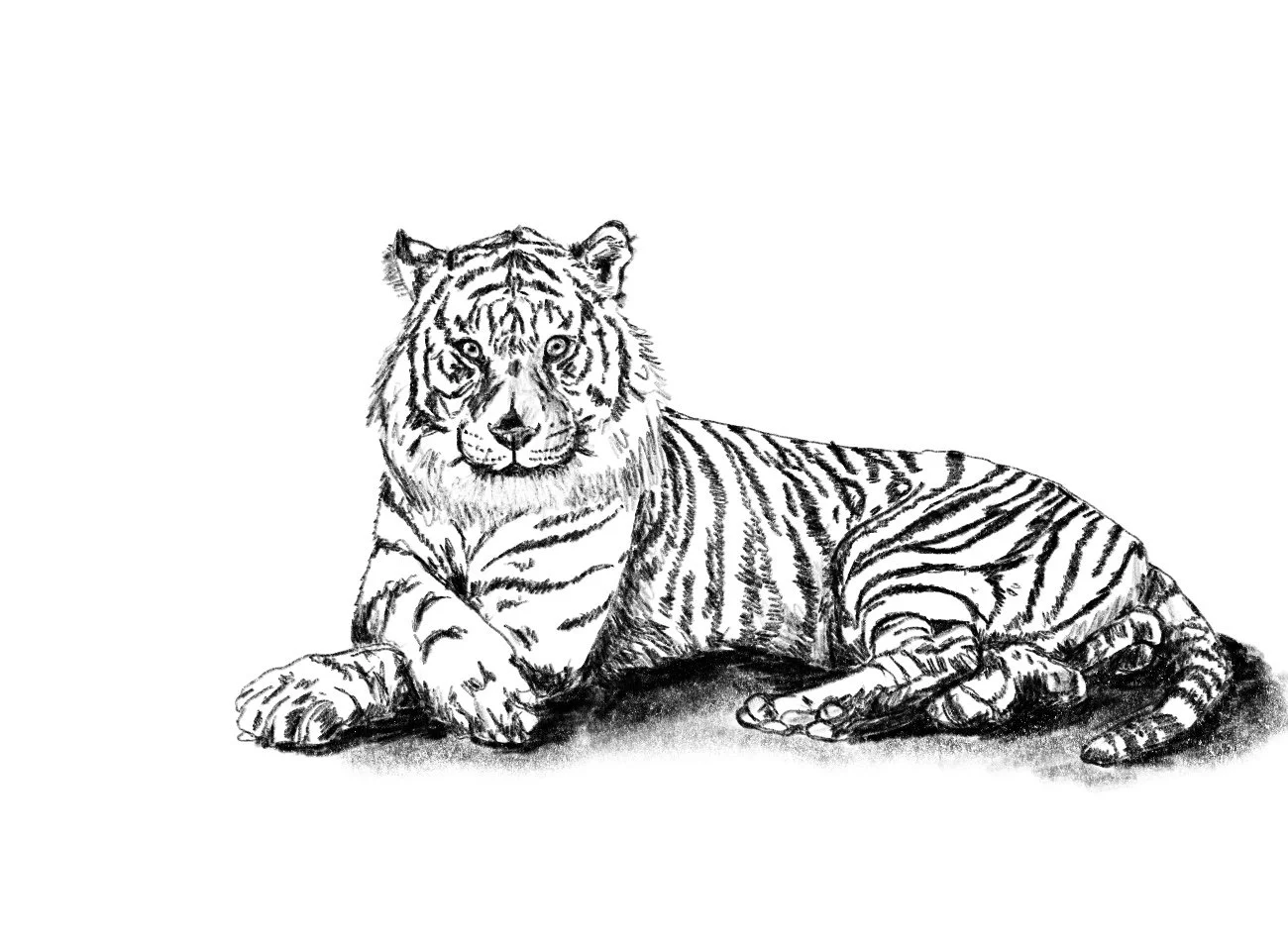 tiger_male.jpg