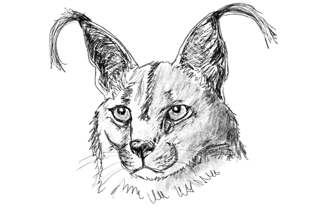 caracal.jpg