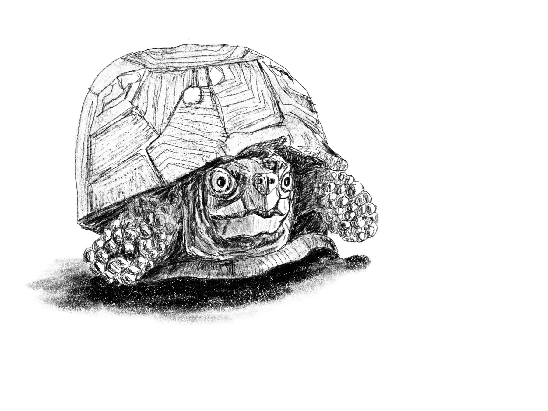 tortoise.jpg