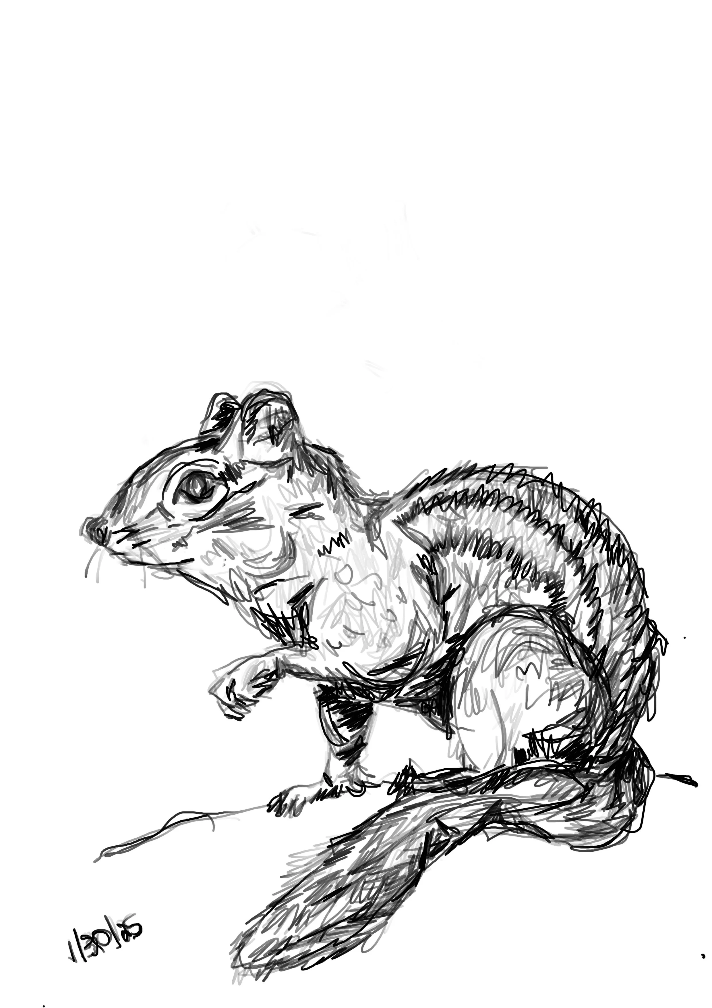 Chipmunk.jpg