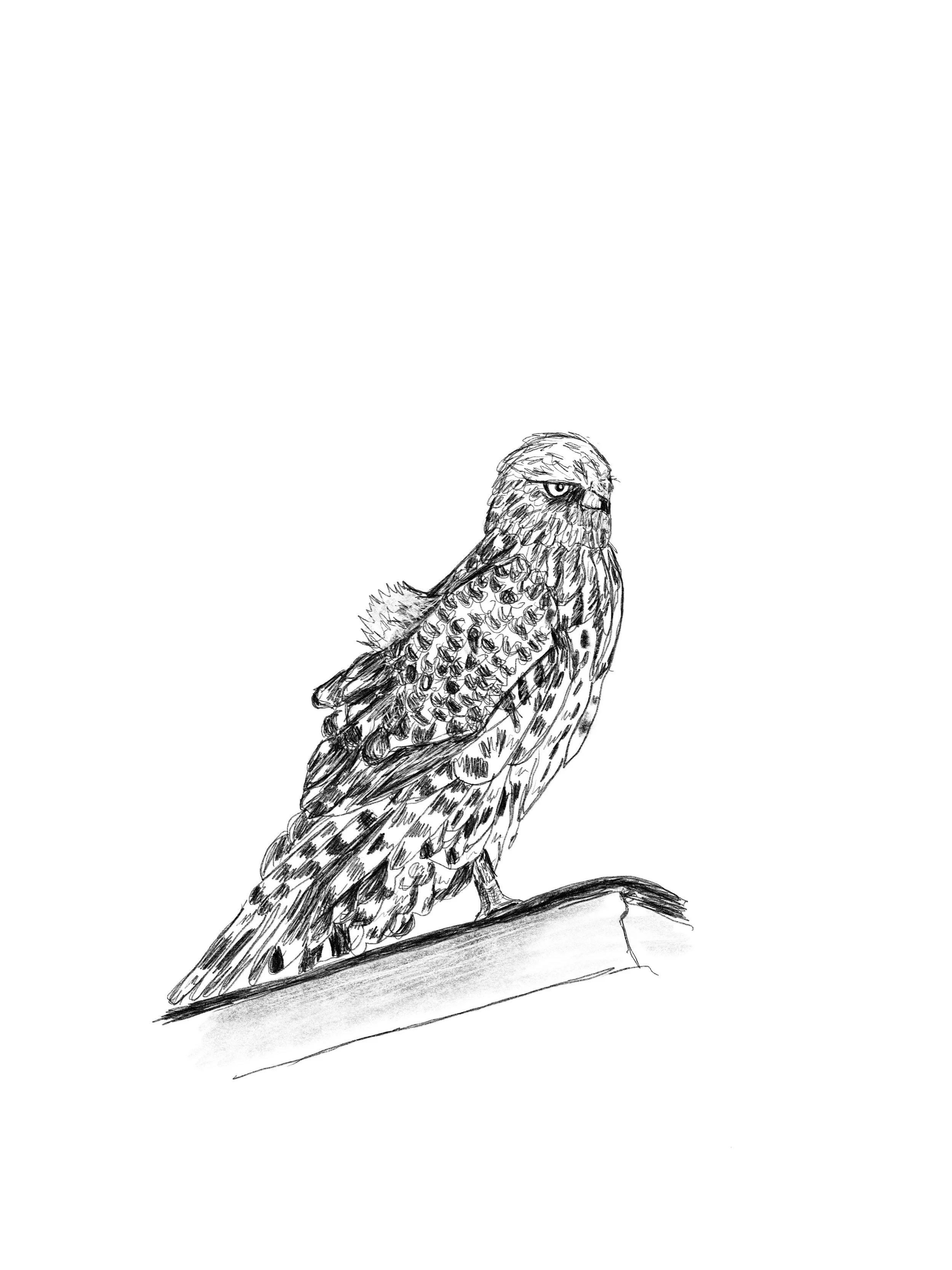 coopers_hawk.jpg