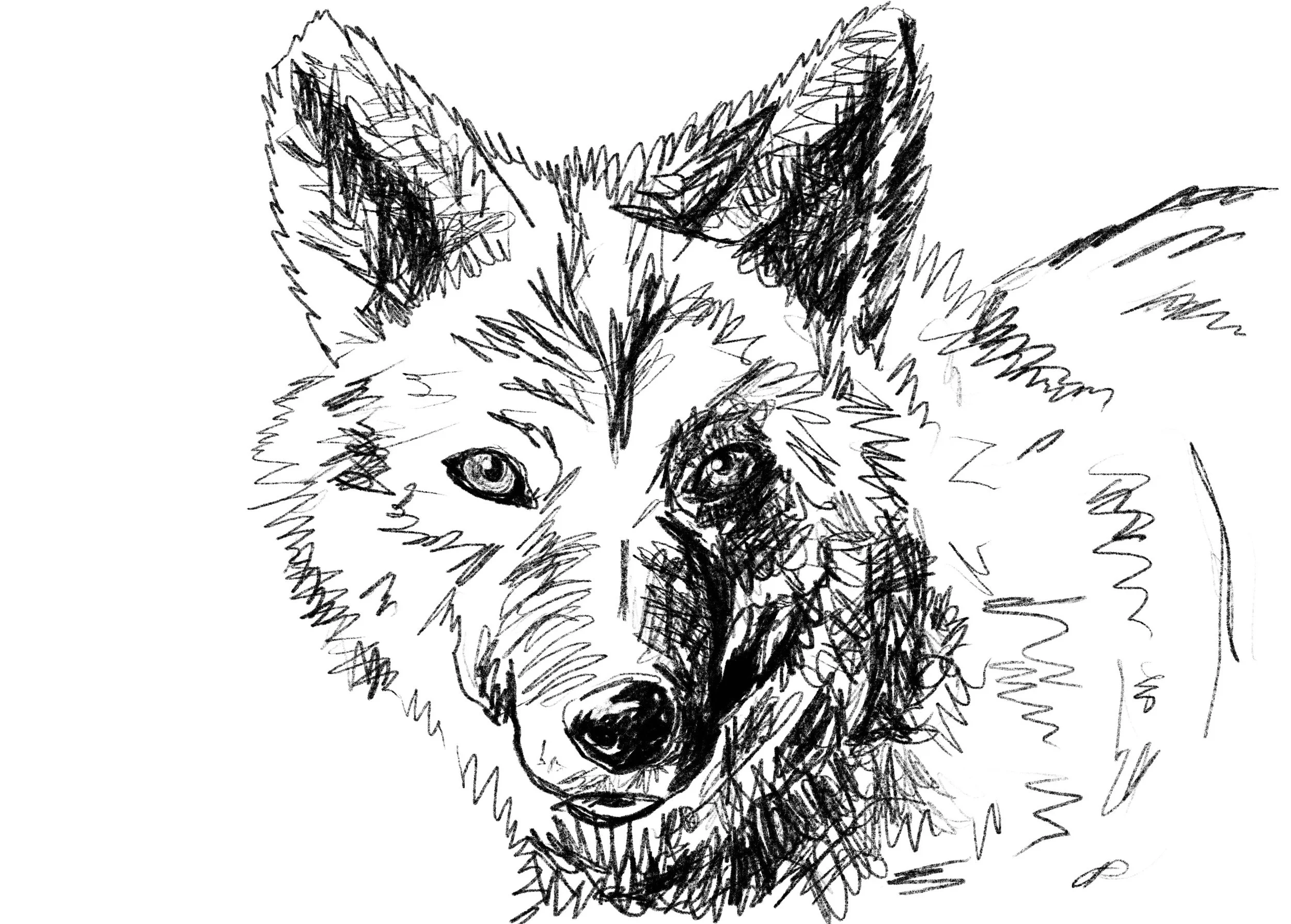 Coyote.jpg