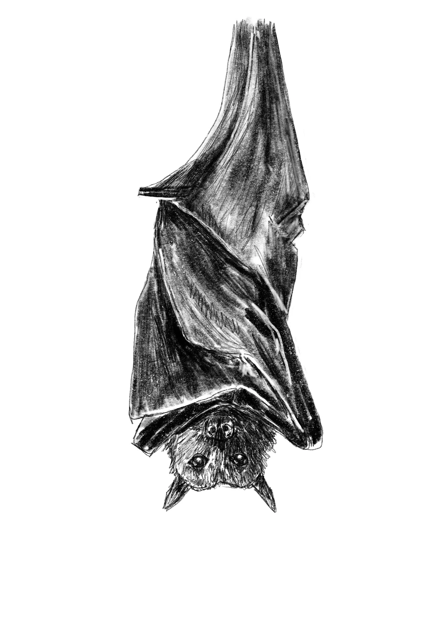 giant_bat.jpg