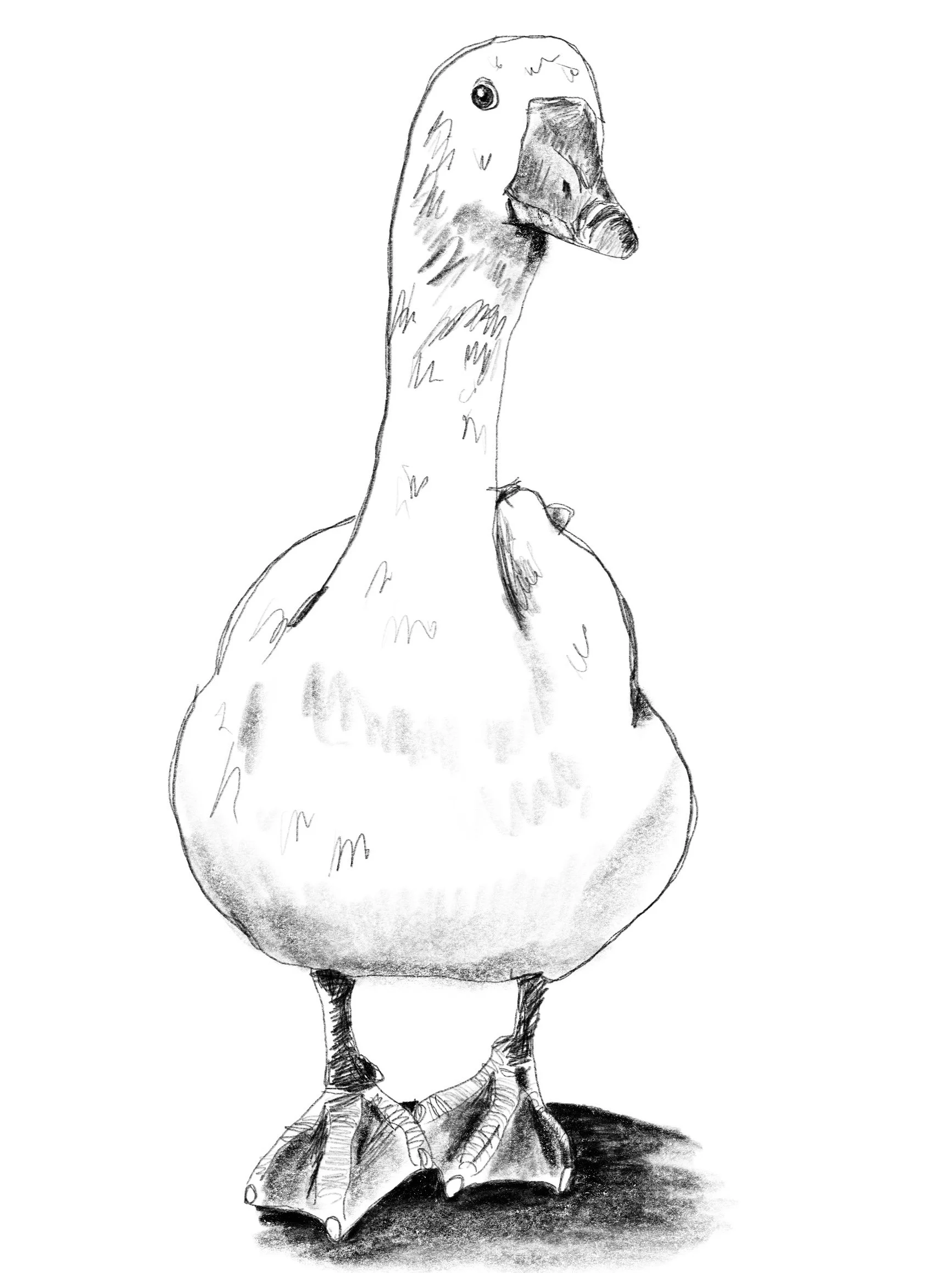 goose.jpg
