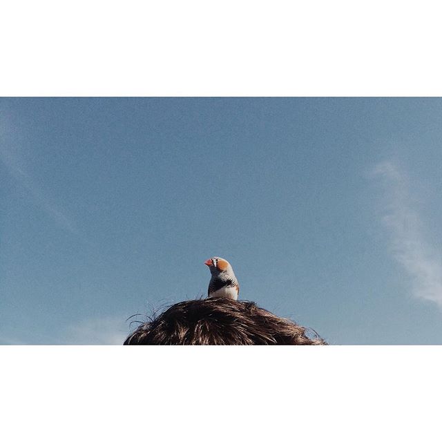 Rooftop BBQ special guest. #NYC #brooklyn #bushwick #shampoo