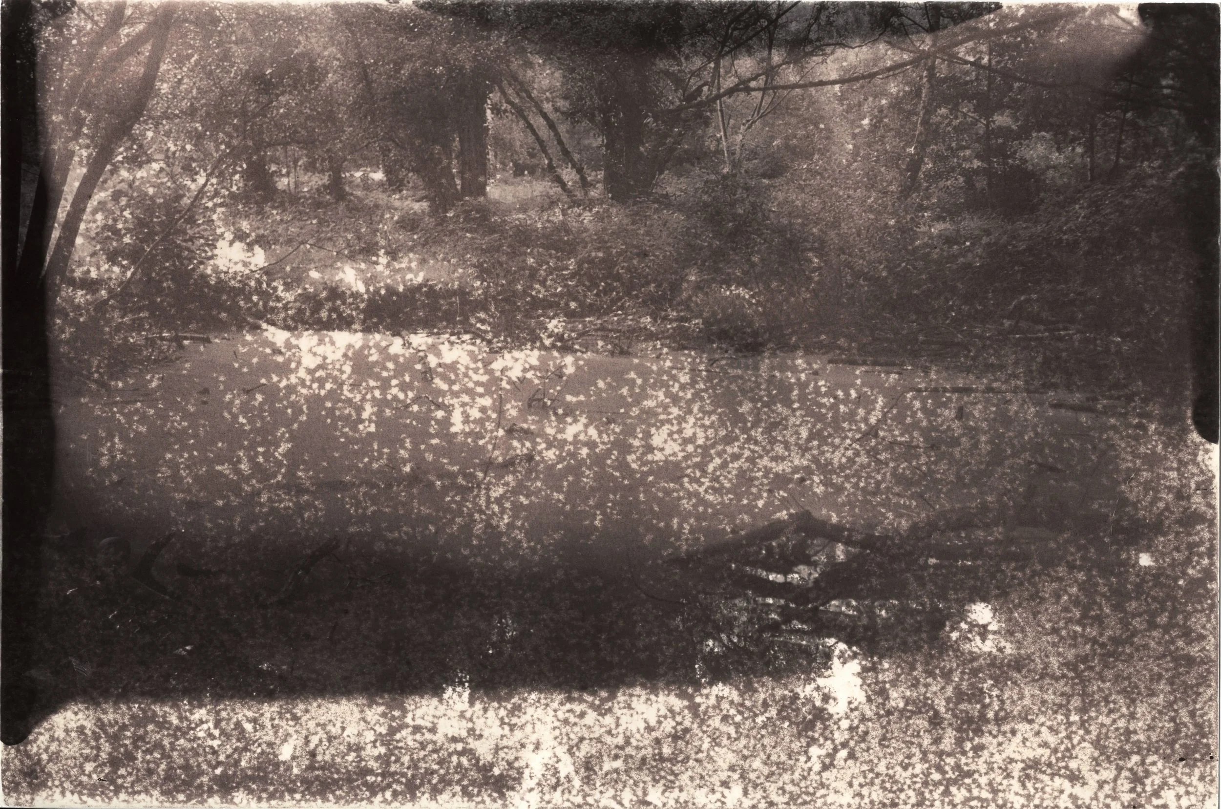 Large Pond_Bleached_BB+Fe_3.jpeg