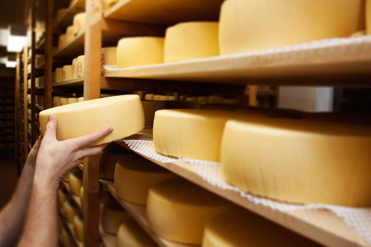 Cheese Wheels in Aging Room