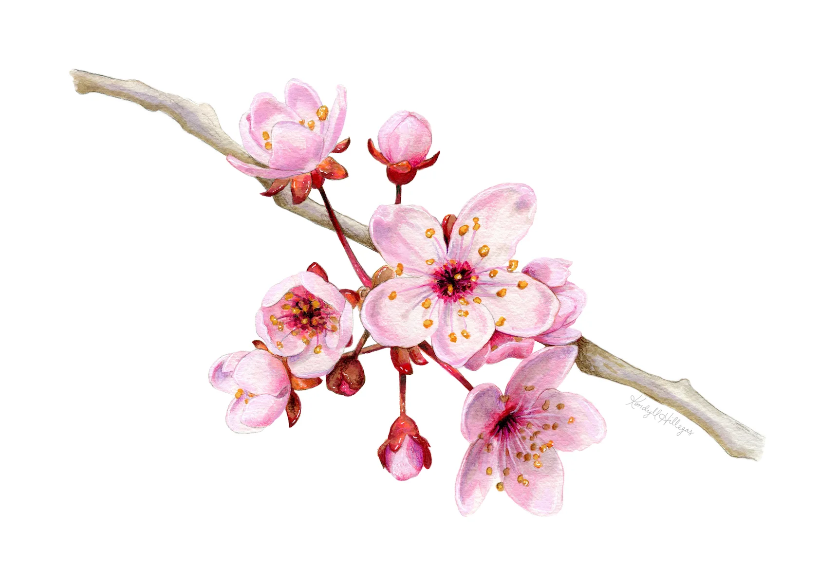 Cherry Blossom Illustration