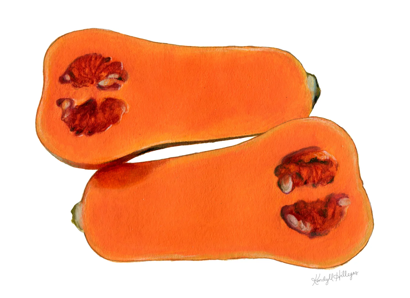 Butternut Squash Illustration