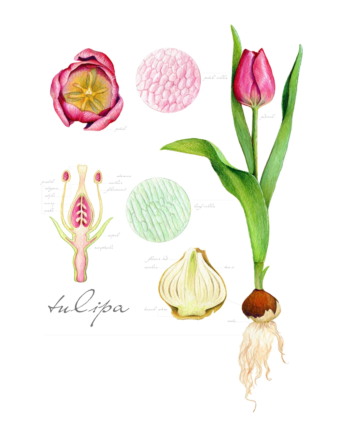 Parts of a Tulip Illustration