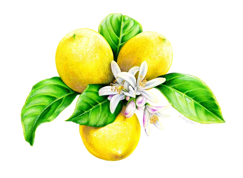 Lemons and Flowers