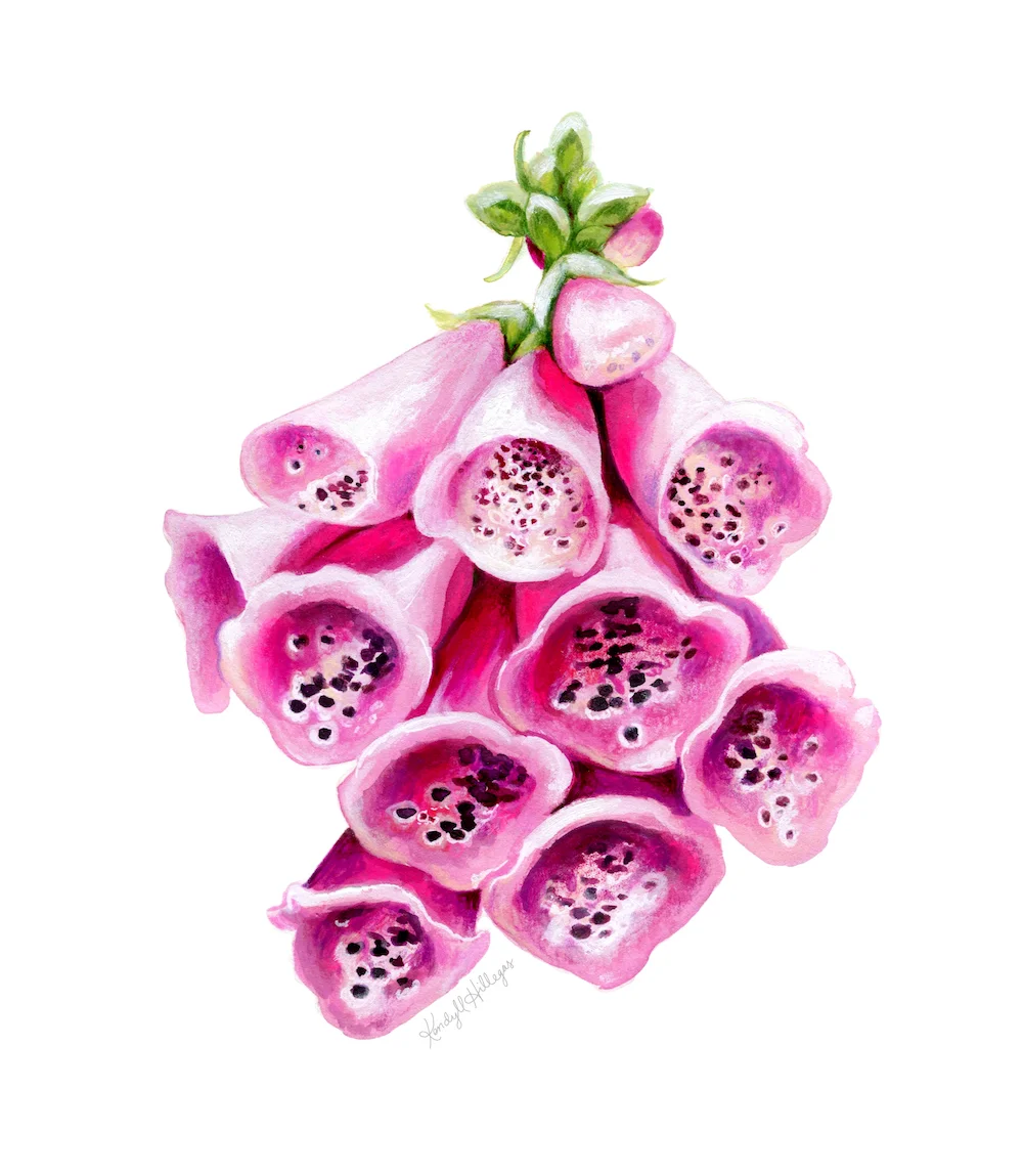 Foxglove Illustration