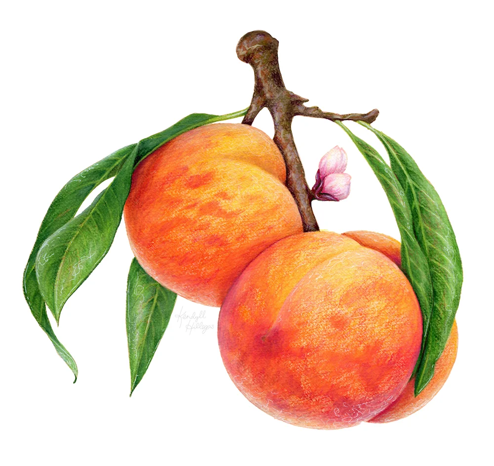 Peaches on Branch with Blossom