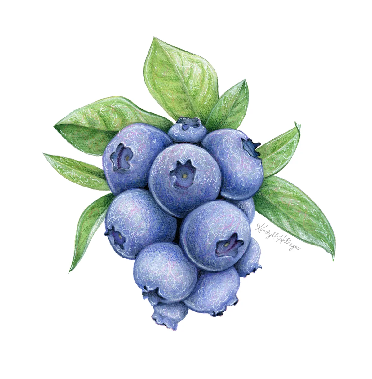 Wild Blueberries