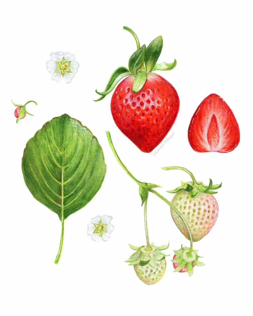 Strawberry Scientific Illustration