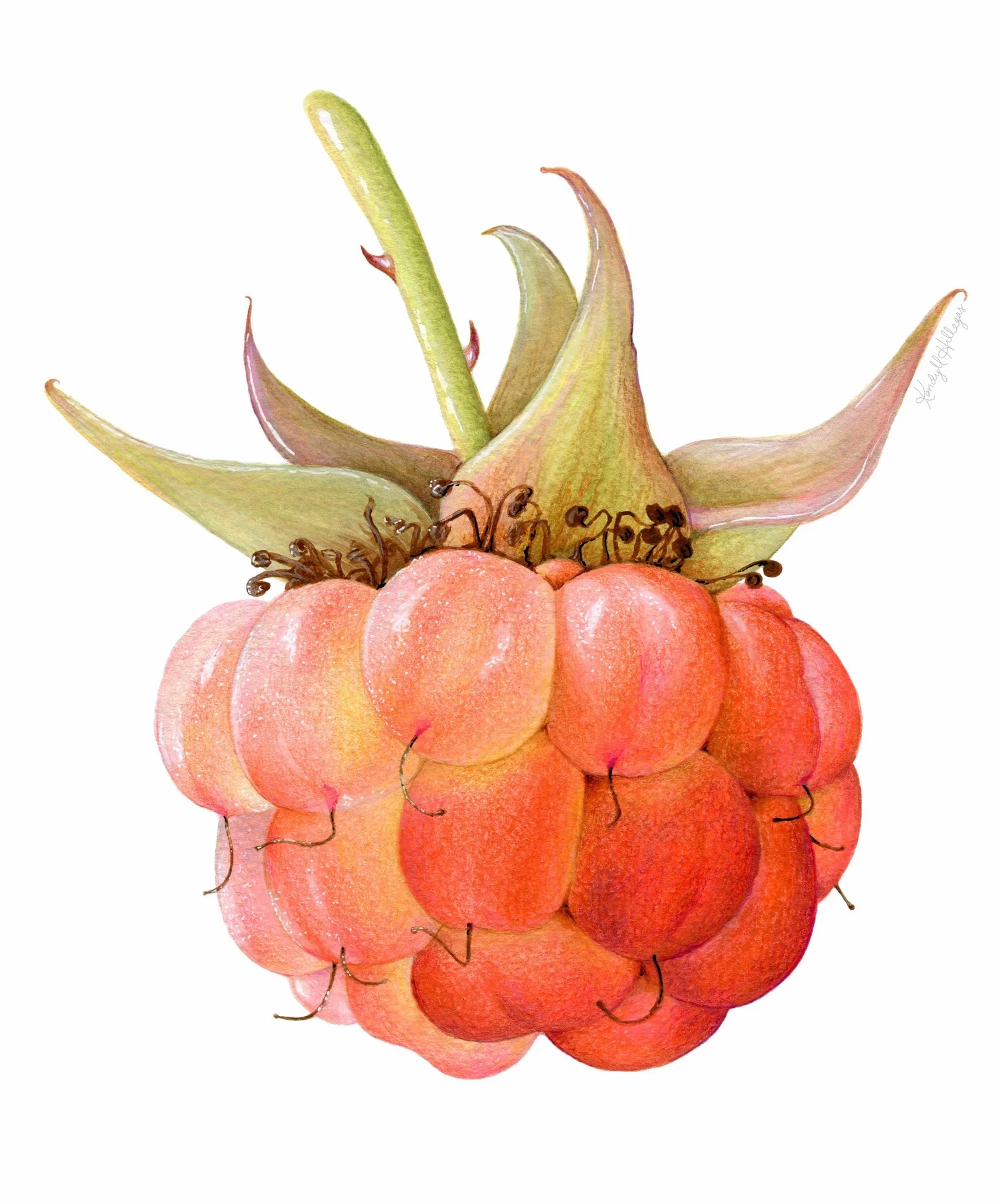 Raspberry Illustration