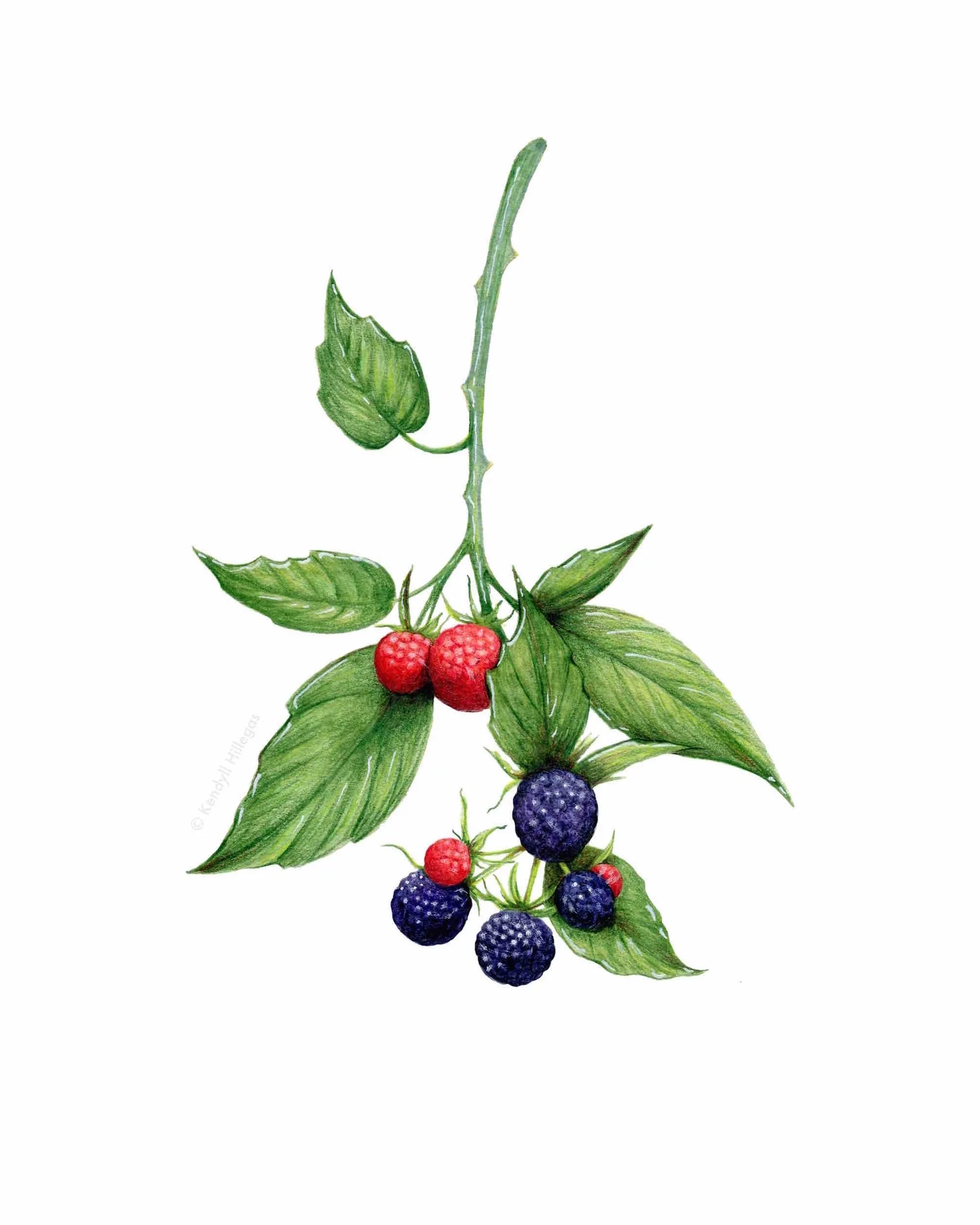 Blackberries on the Branch