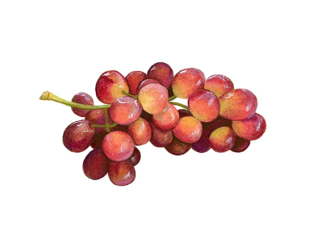 Red Grapes Illustration
