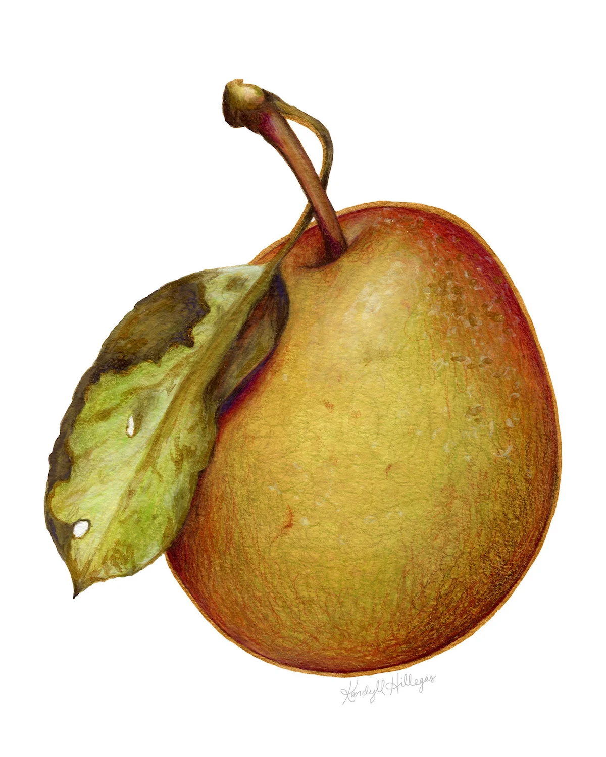 Anjou Pear with Leaf Illustration