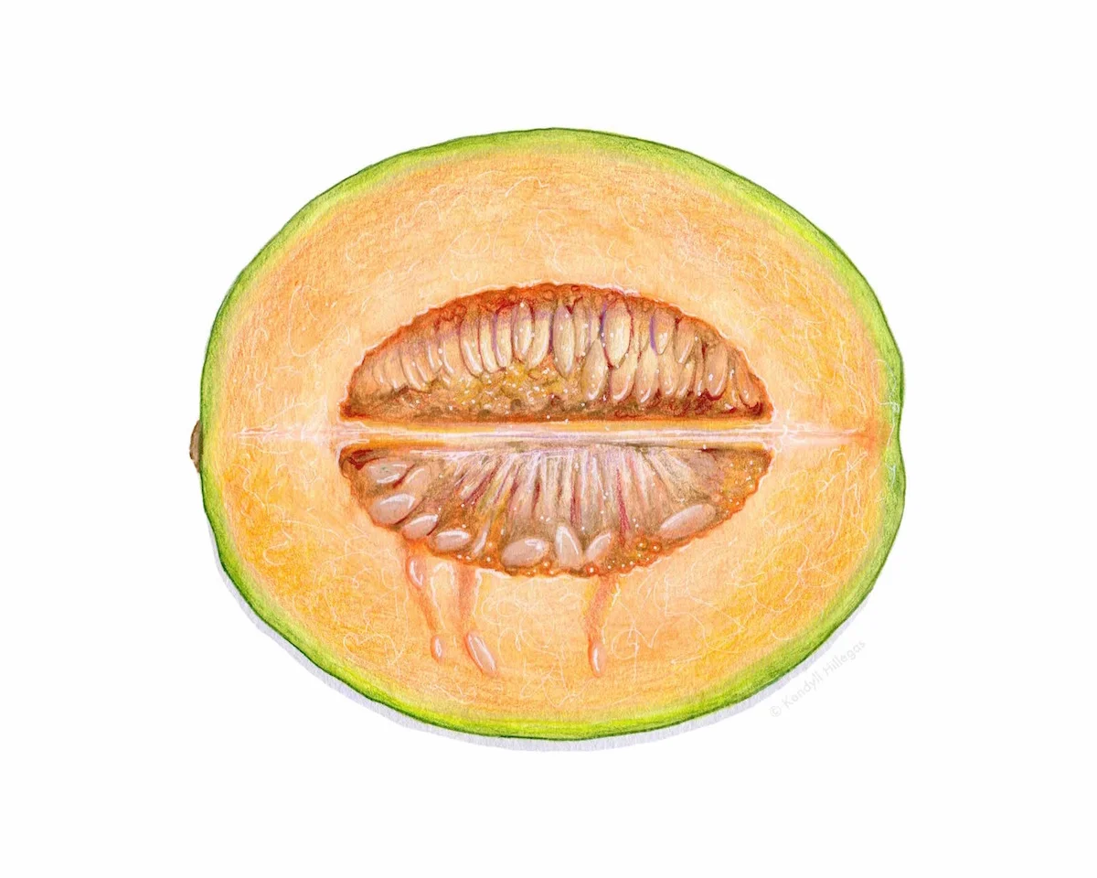 Cantaloupe Illustration