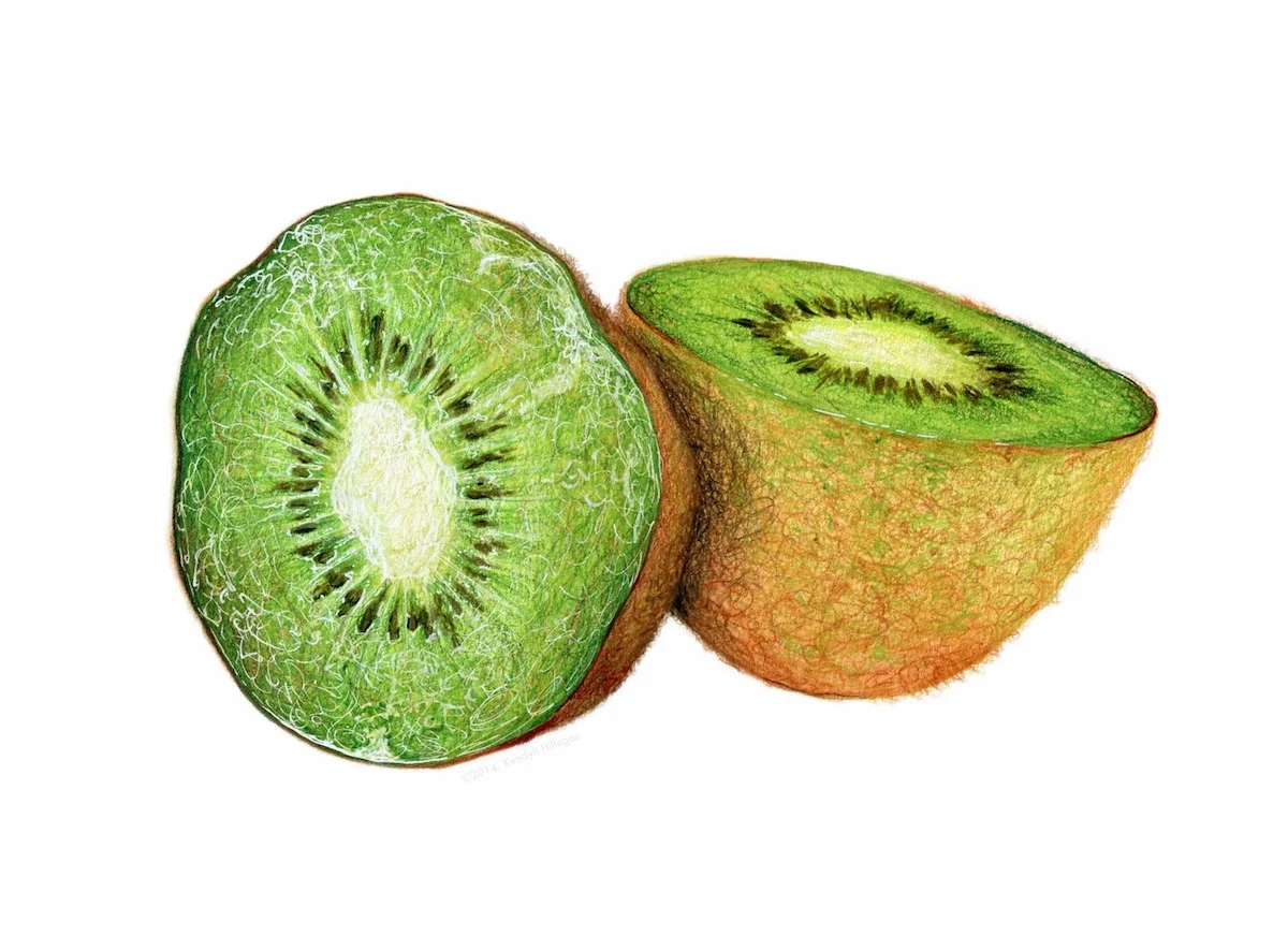 Kiwi Cut in Half Illustration