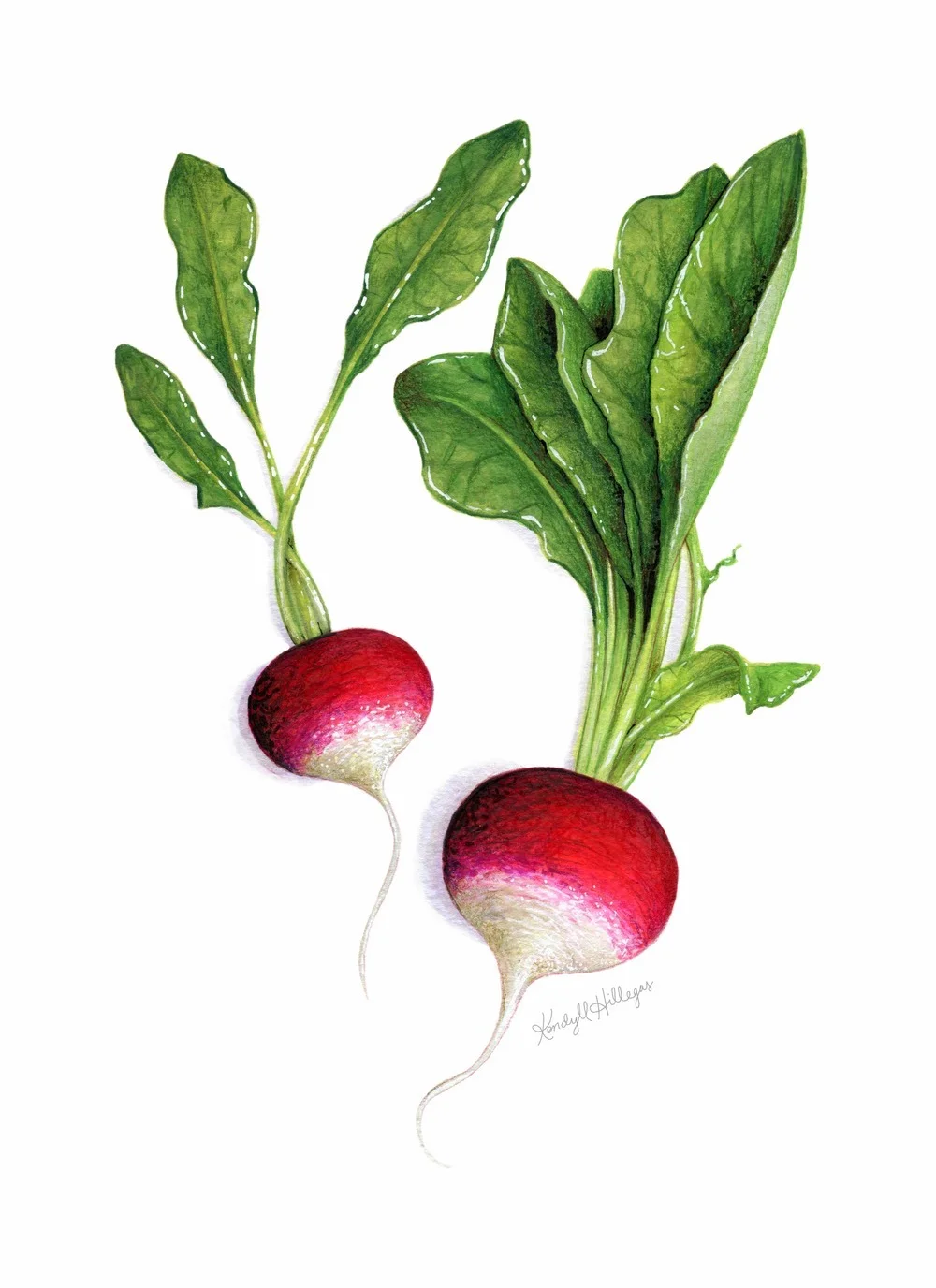 Radish Illustration