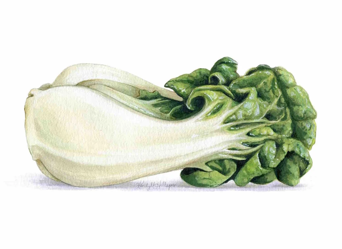Bok Choy Illustration