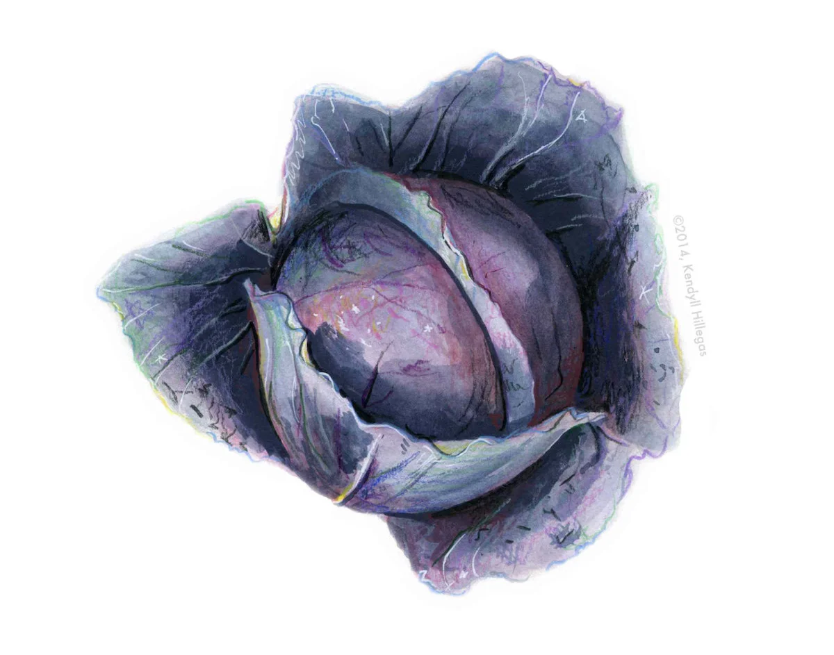 Purple Cabbage Illustration