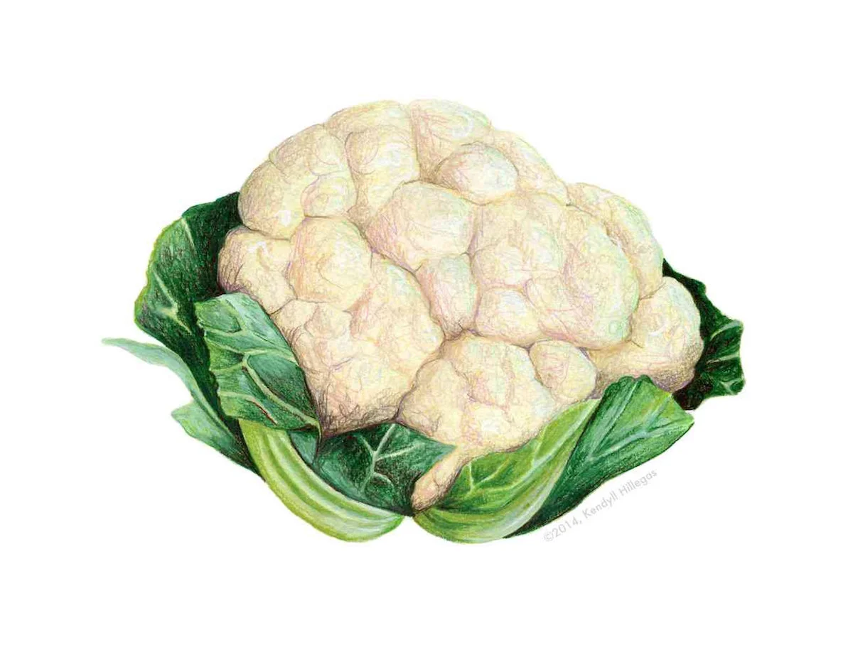 Cauliflower Head Illustration