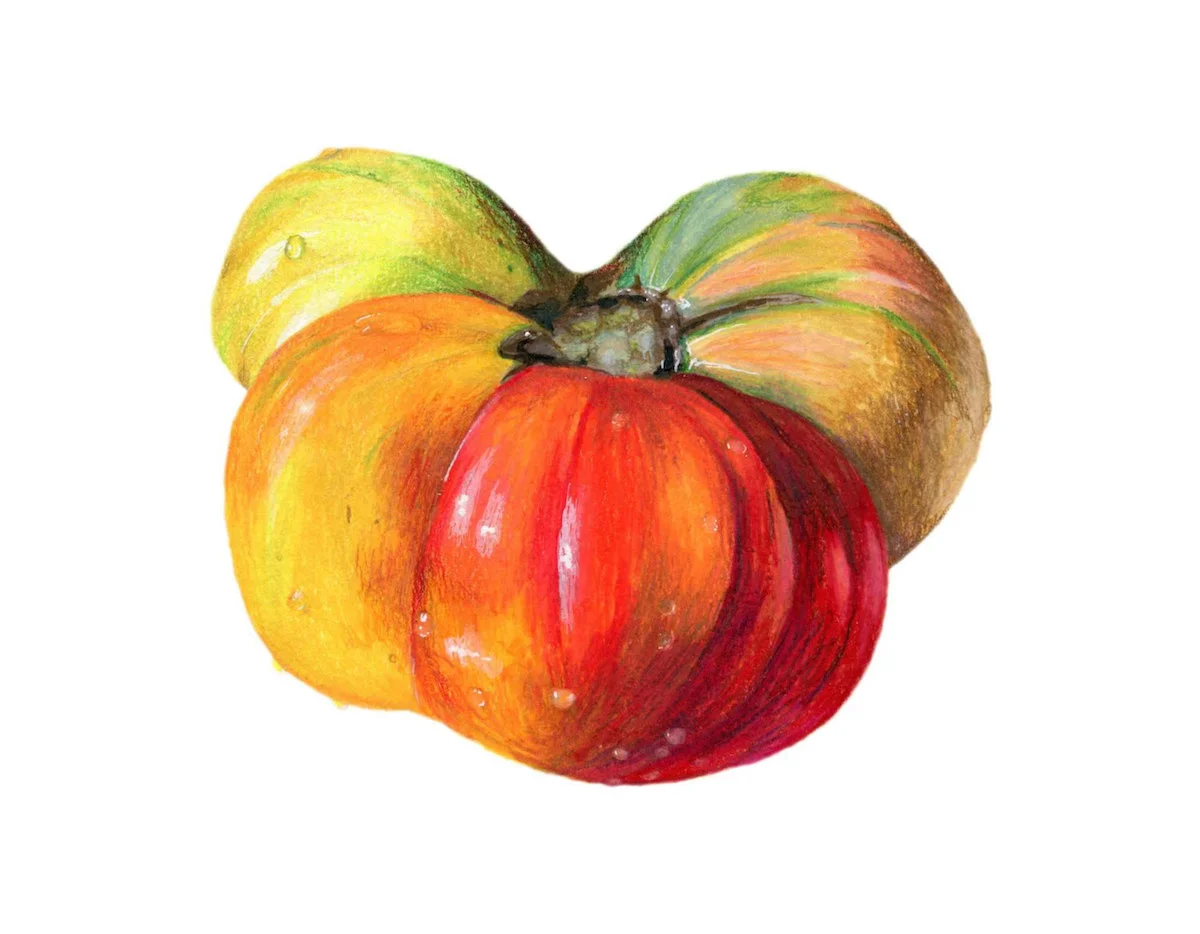 Heirloom Tomato Illustration
