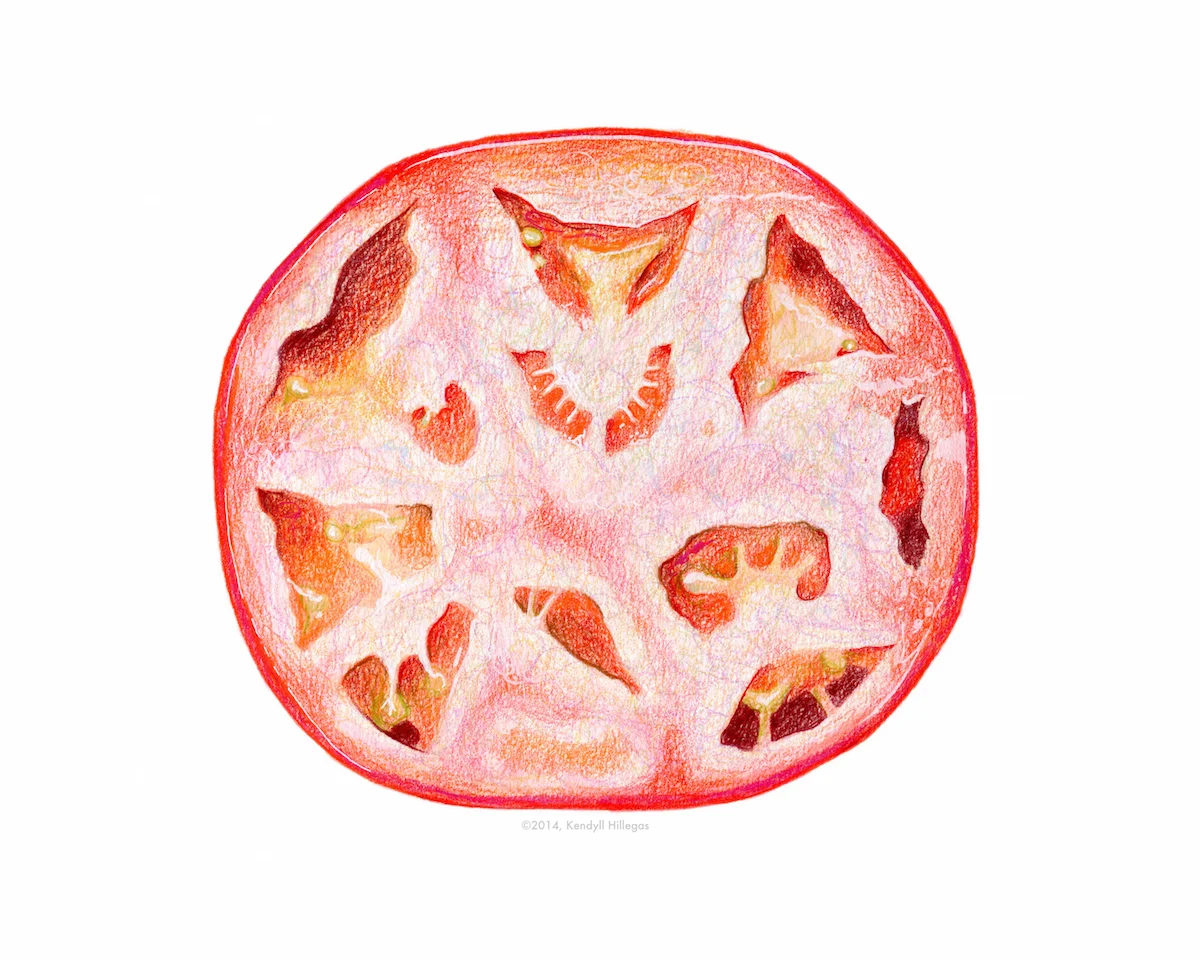 Tomato Slice Illustration