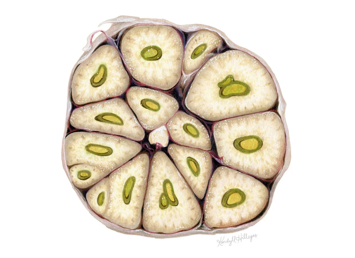 Garlic Illustration