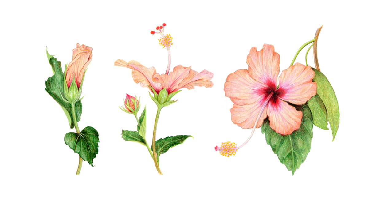 Hibiscus