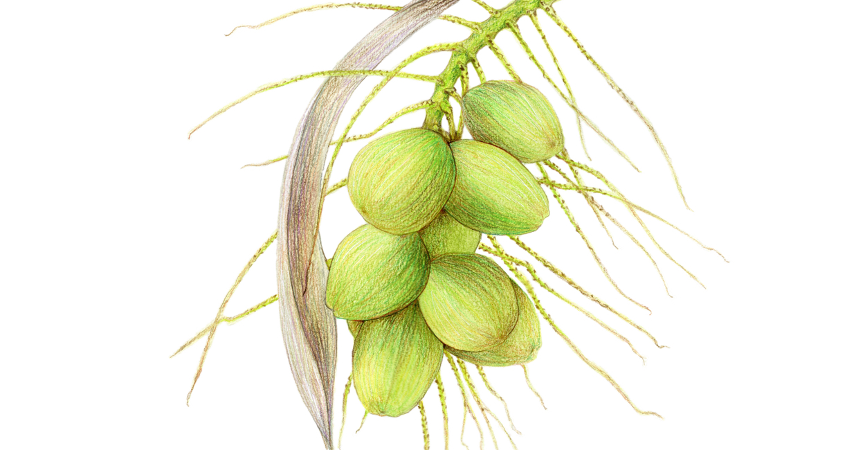 Coconut Palm