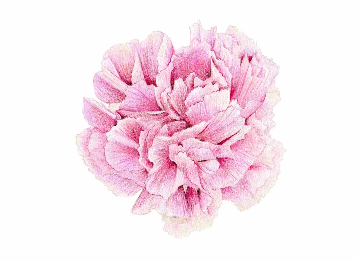 Pink Carnation Illustration