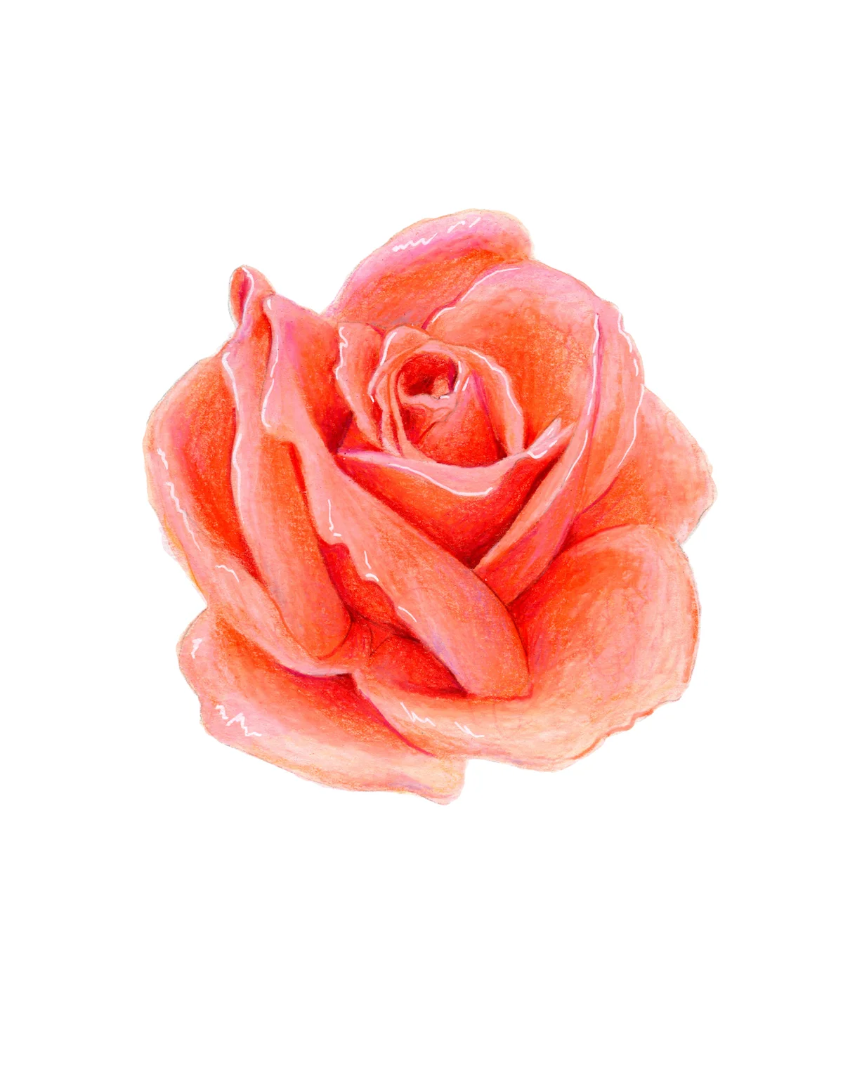 Coral Rose
