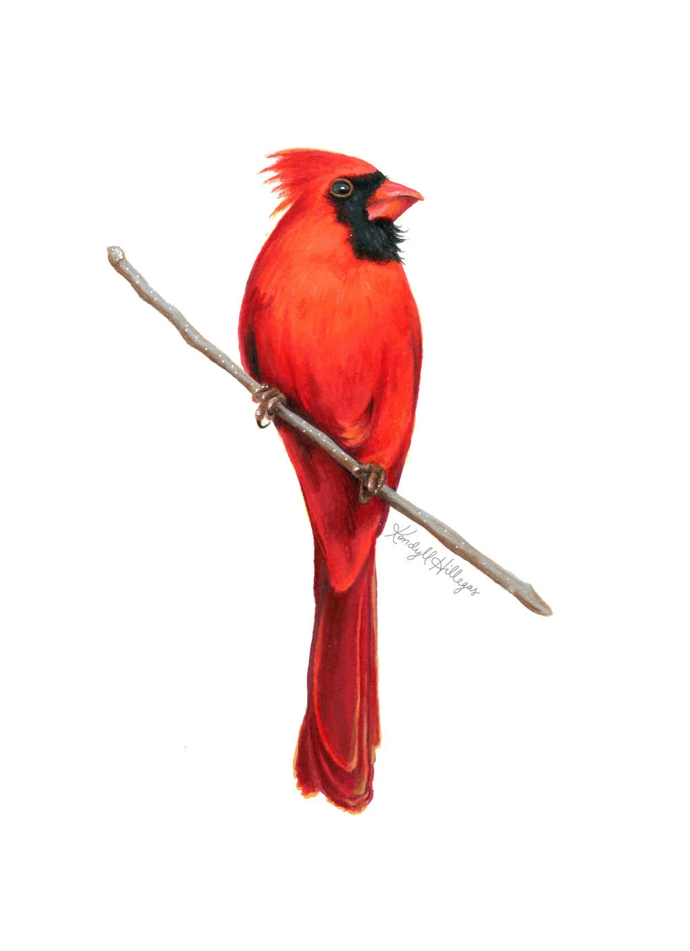 Red Cardinal