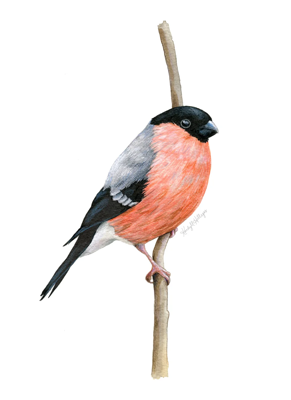 Eurasian Bullfinch Illustration